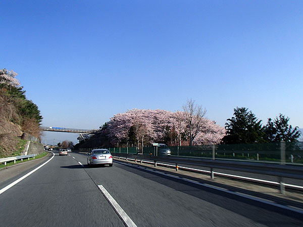 桜が見頃を迎えていた